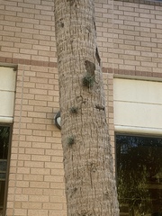 Tillandsia recurvata image