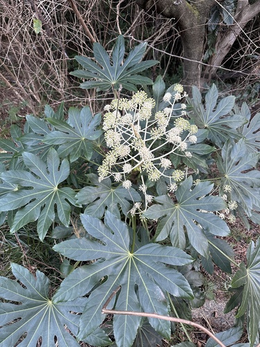 Fatsia japonica