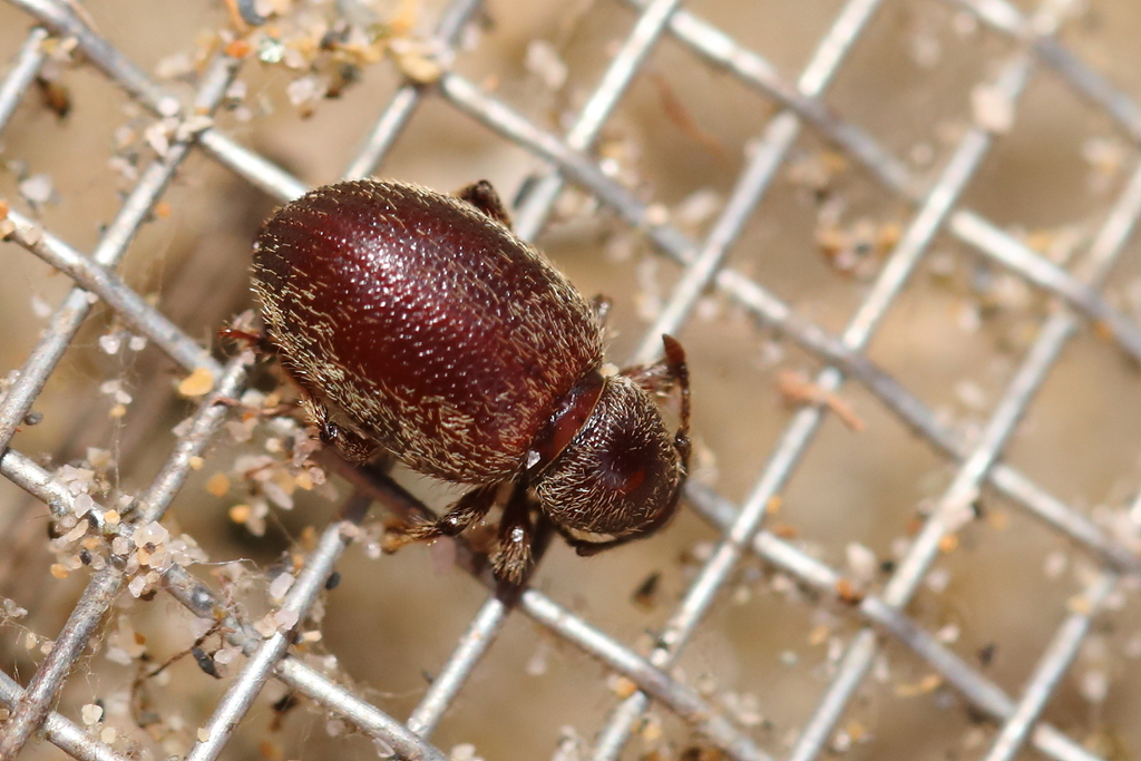 Otiorhynchus juvencus