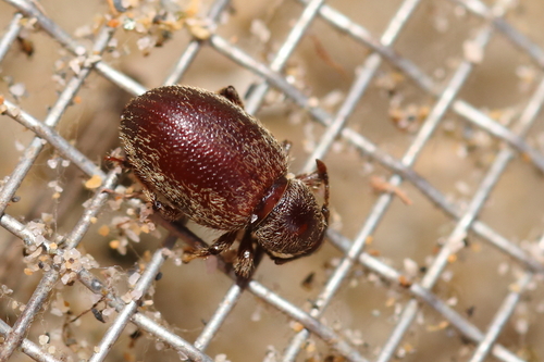 Otiorhynchus juvencus