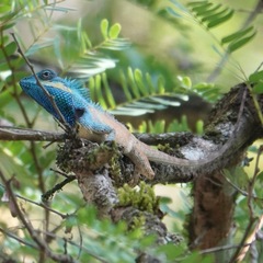 Calotes bachae