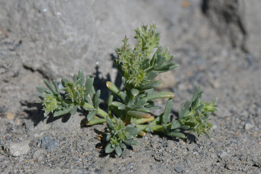 Pteranthus dichotomus