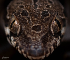 Northern Sri Lanka Gecko photo 5