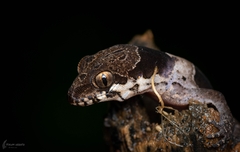 Northern Sri Lanka Gecko photo 4