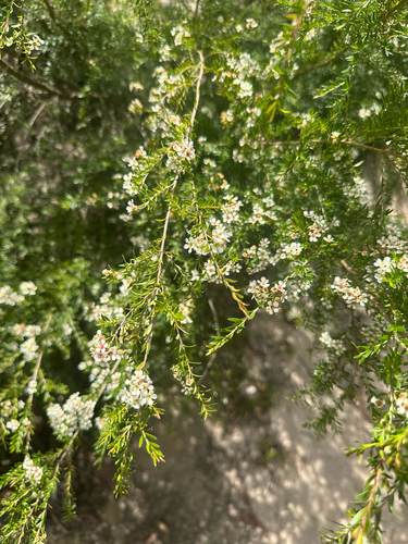 Tall Baeckea (Sannantha pluriflora)