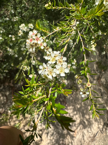 Sannantha pluriflora, photograph 4