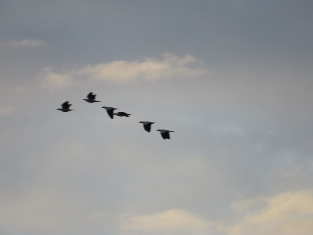 Pied Imperial Pigeon (Ducula bicolor)