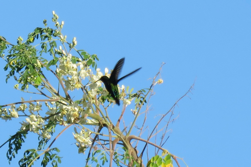 Green-throated Carib (Eulampis holosericeus), photo 5