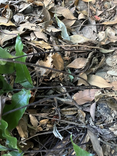 Tectaria harlandii (Tectaria harlandii)