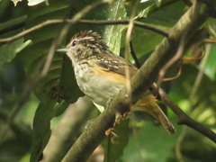 Hypocnemis peruviana