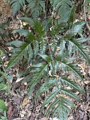 Tectaria impressa (Tectaria impressa)