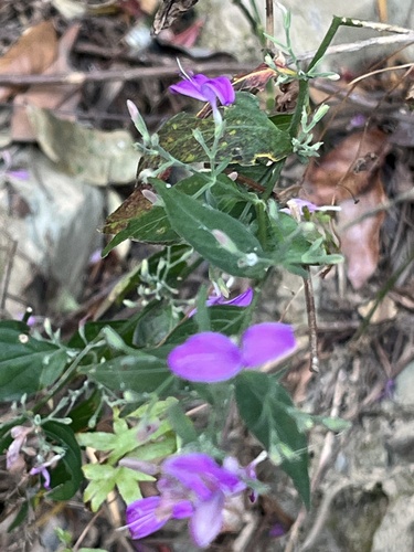 Hypoestes cumingiana, photograph 5