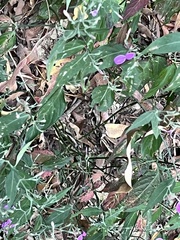Hypoestes cumingiana, photograph (c) 謝麗霦, some rights reserved (CC BY)