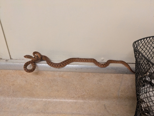 Brown Tree Snake