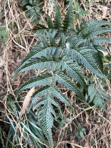 Tectaria impressa (Tectaria impressa)