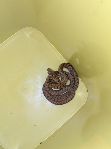 Brown Tree Snake