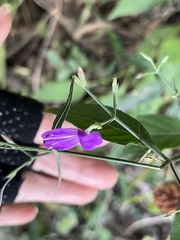 (c) 謝麗霦, some rights reserved (CC BY) Hypoestes cumingiana, photograph (c) 謝麗霦, some rights reserved (CC BY)