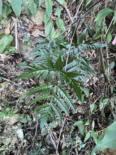 Tectaria impressa (Tectaria impressa)