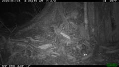 Glaucomys oregonensis