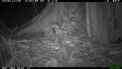 Glaucomys oregonensis