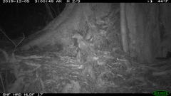 Glaucomys oregonensis