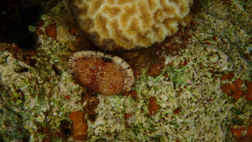 Cypraea nebrites observed 2026-01-06