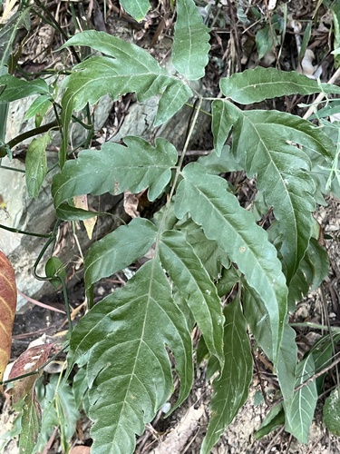 Tectaria impressa (Tectaria impressa)