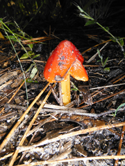 Hygrocybe cuspidata