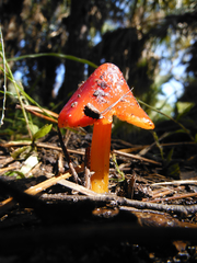 Hygrocybe cuspidata