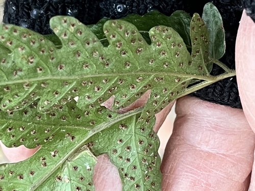 Tectaria impressa (Tectaria impressa)