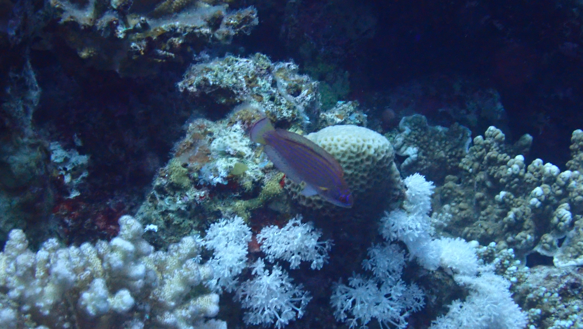 Red Sea Eightline Flasher photo 4