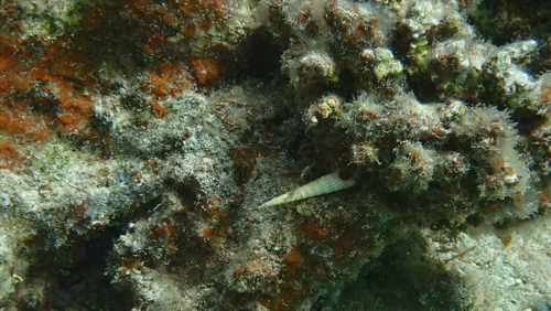 Terebra babylonia observed 2026-01-06