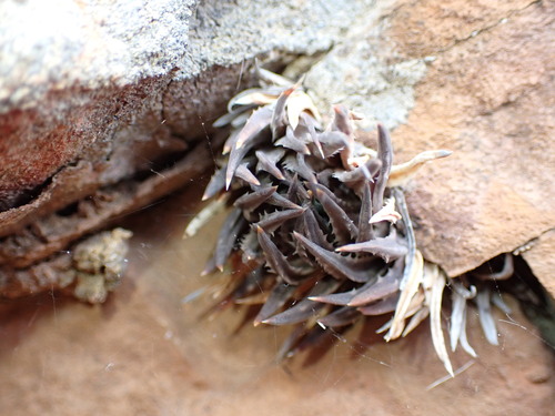 Haworthia pulchella