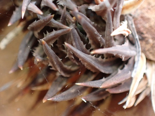 Haworthia pulchella