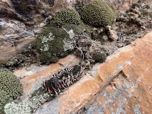 Haworthia pulchella