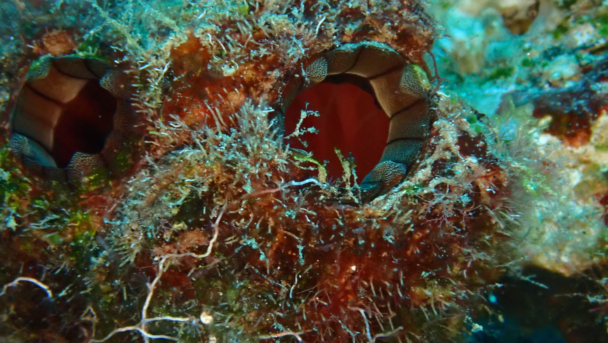 Pyura gangelion (Savigny, 1816)