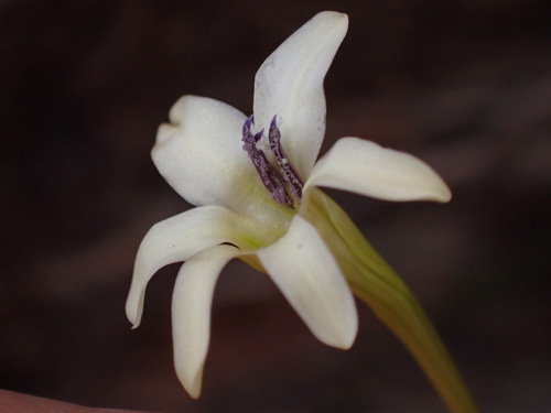 Pale Triton (Tritonia pallida)
