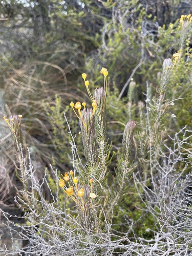 Large True-Eye (Euryops tenuissimus)