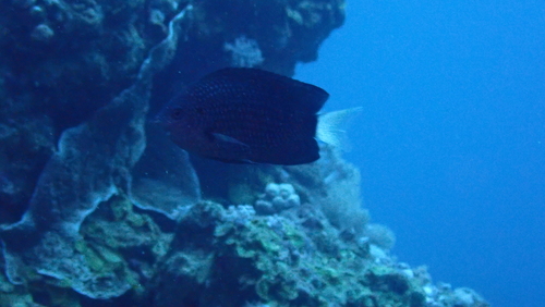 Paletail damsel (Pomacentrus trichrourus) — Pomacentridae — 4