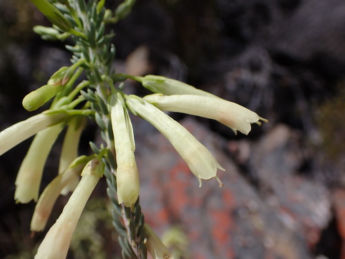 Bedrock Heath (Erica maximiliani)