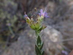Lobostemon echioides, photograph (c) Ren Hoekstra, some rights reserved (CC BY)