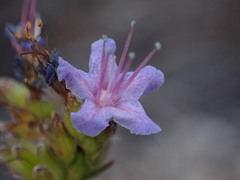 Lobostemon echioides, photograph (c) Ren Hoekstra, some rights reserved (CC BY)