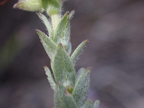 Lobostemon echioides, photograph 4