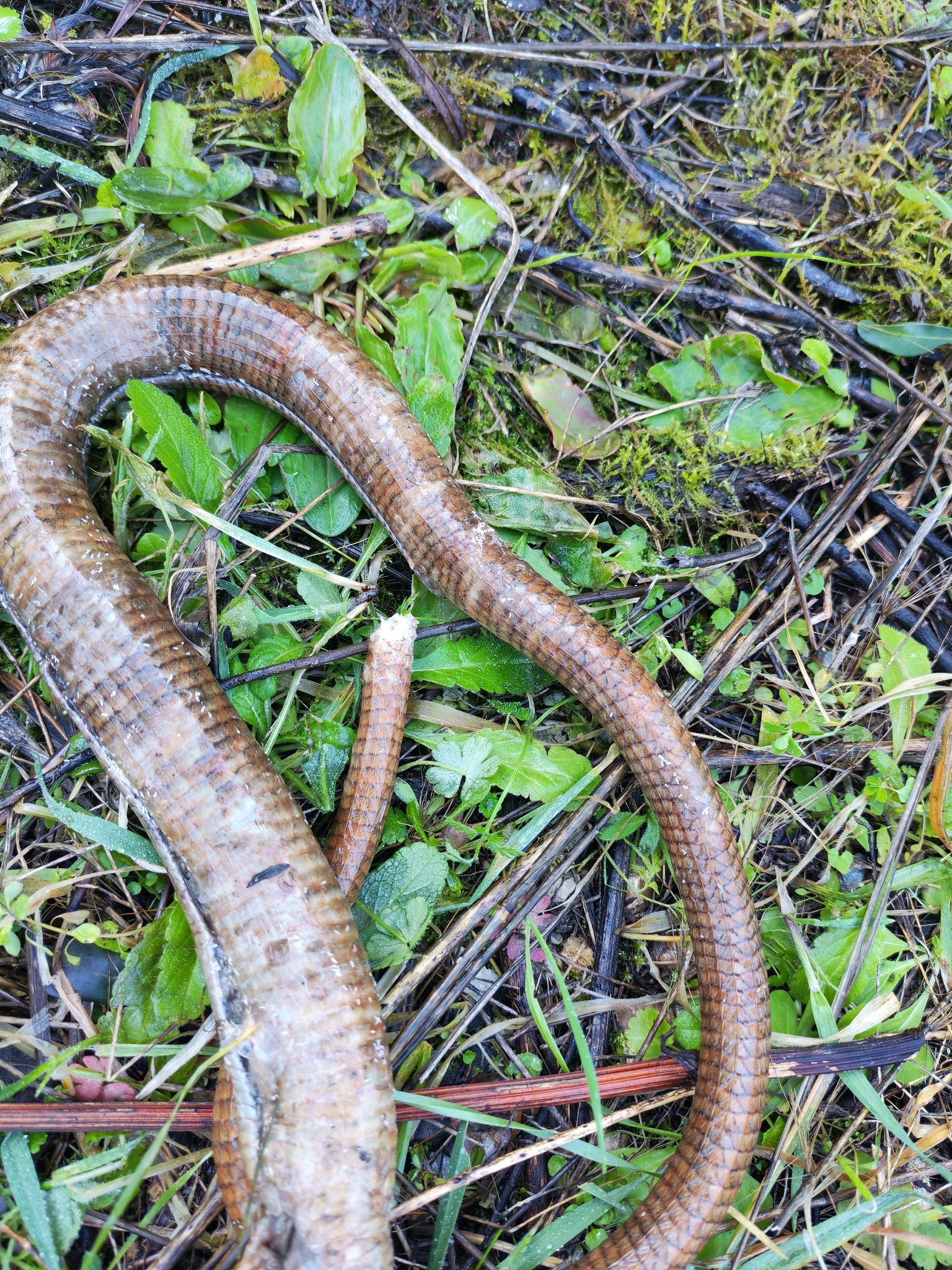 Pseudopus apodus (Pallas, 1775)