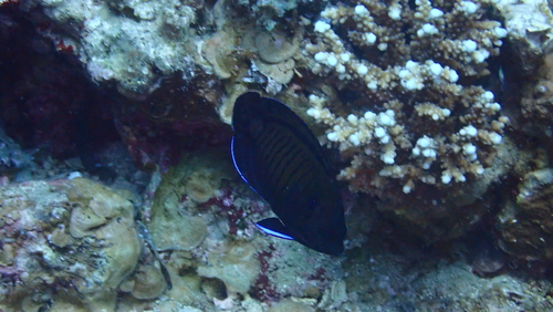 Dornige dwergkeizersvis (Centropyge multispinis) — Pomacanthidae — 5