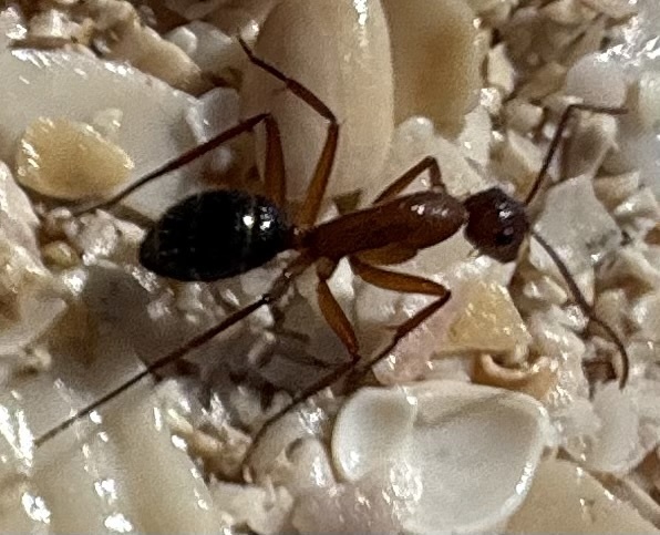 Haplotrinchus Inaequalis Camponotus inaequalis from North Atlantic Ocean, FL, US on January 9 ...