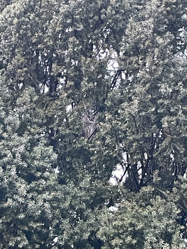 View observation of {o.common_name} on iNaturalist