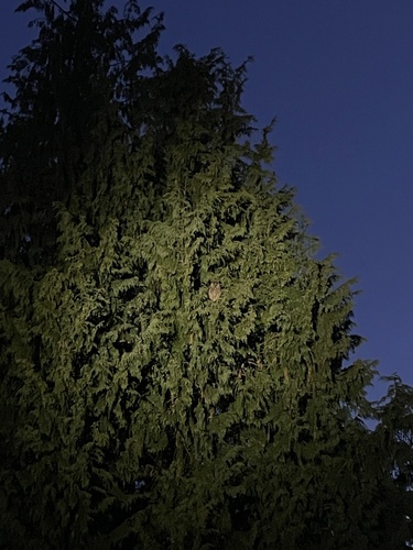 View observation of {o.common_name} on iNaturalist