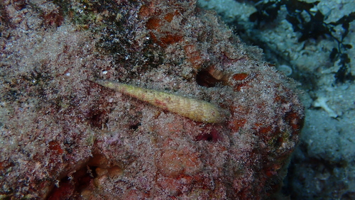Terebra babylonia observed 2026-01-06