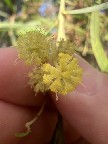 Acacia retinodes